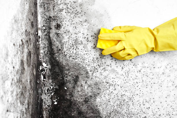 Best Professional Mold Removal  in Lecanto, FL