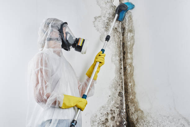 Best Toxic Mold Removal  in Lecanto, FL