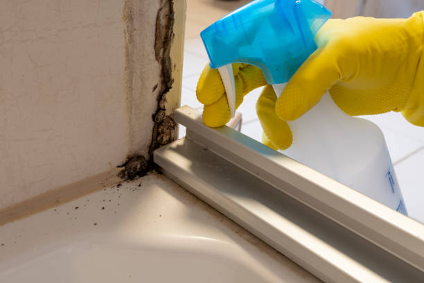 Best Best Mold Removal Companies  in Lecanto, FL