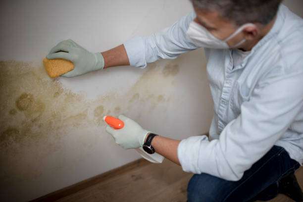 Best Mold Testing  in Lecanto, FL