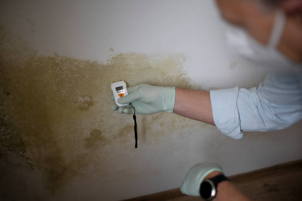 Best Local Mold Removal Service  in Lecanto, FL