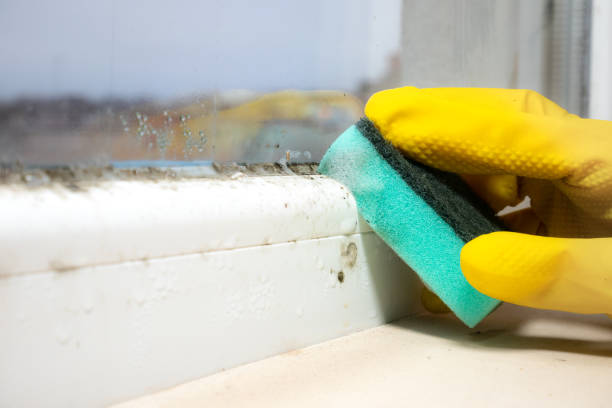 Best Mold Removal Process  in Lecanto, FL