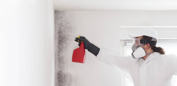 Best Attic Mold Removal  in Lecanto, FL