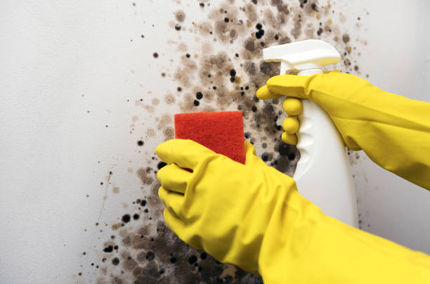 Best Crawl Space Mold Removal  in Lecanto, FL
