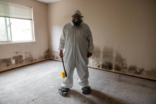 Best Certified Mold Removal  in Lecanto, FL