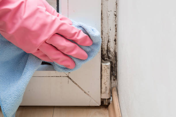 Mold Testing and Removal in Lecanto, FL