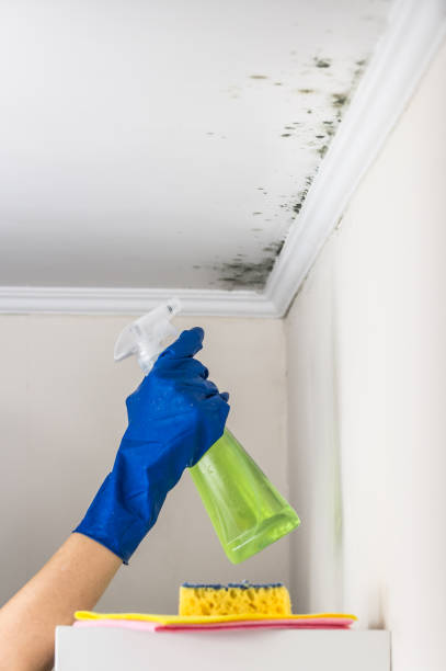 Best Certified Mold Removal  in Lecanto, FL